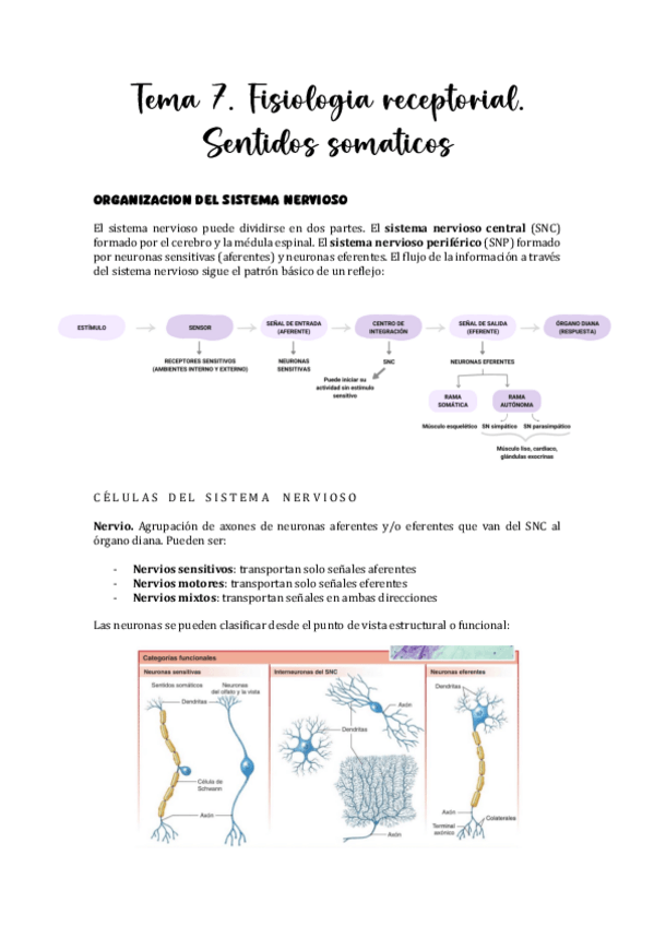 Miniatura del documento Tema-7.-Fisiologia-receptorial.-Sentidos-somaticos.pdf