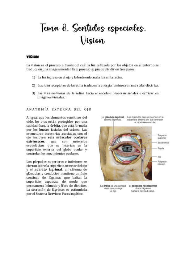 Miniatura del documento Tema-8.-Sentidos-especiales.-Vision.pdf