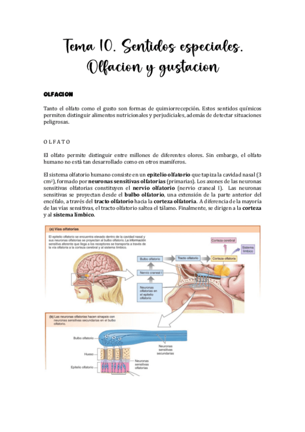 Miniatura del documento Tema-10.-Sentidos-especiales.-Olfacion-y-gustacion.pdf