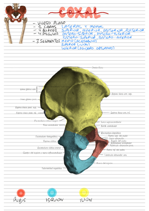 Miniatura del documento miembro-inferior-huesos.pdf
