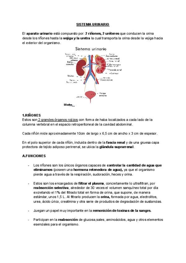 Miniatura del documento APARATO-URINARIO.pdf