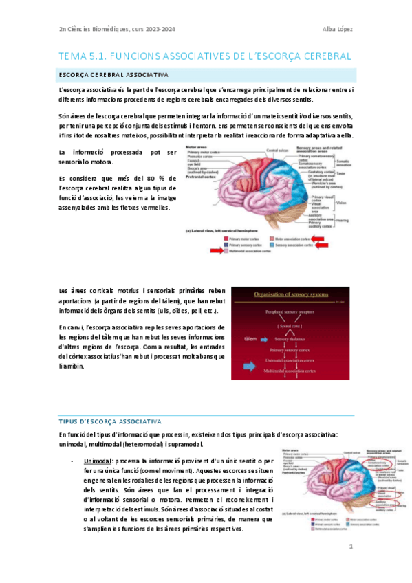 Miniatura del documento Tema-5.1.-Funcions-associatives-de-lescorca-cerebral.pdf