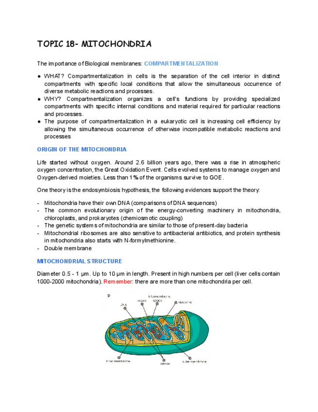 Miniatura del documento TOPIC-18-MITOCHONDRIA.pdf