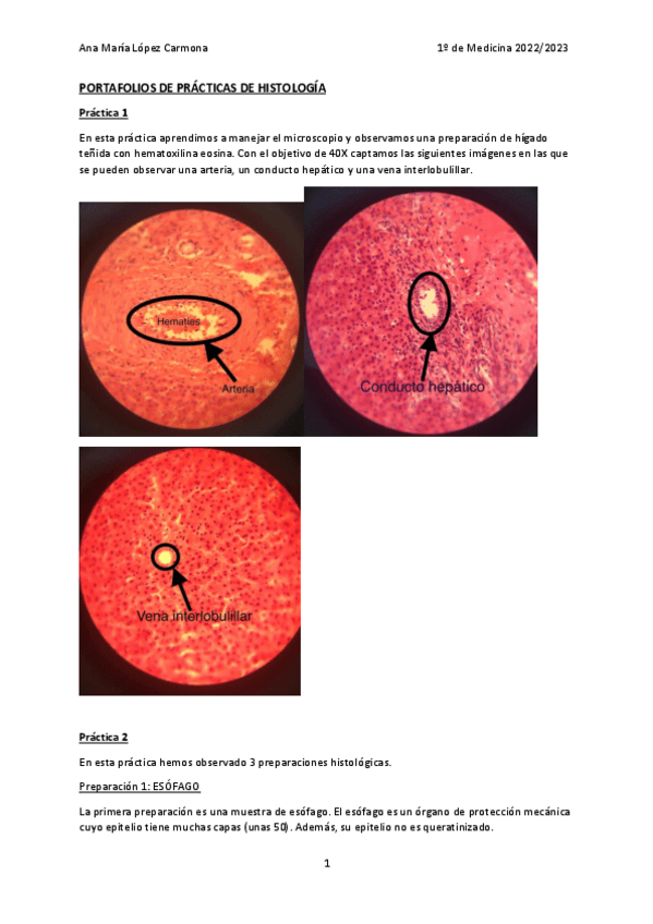 Miniatura del documento PORTAFOLIO-PRACTICAS-HISTOLOGIA.pdf