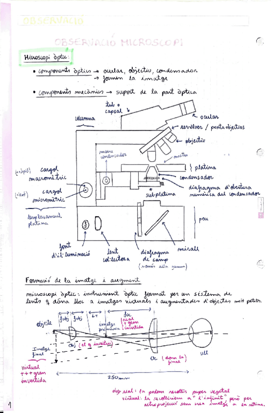 Miniatura del documento OBSERVACIO-MICROSCOPI.pdf