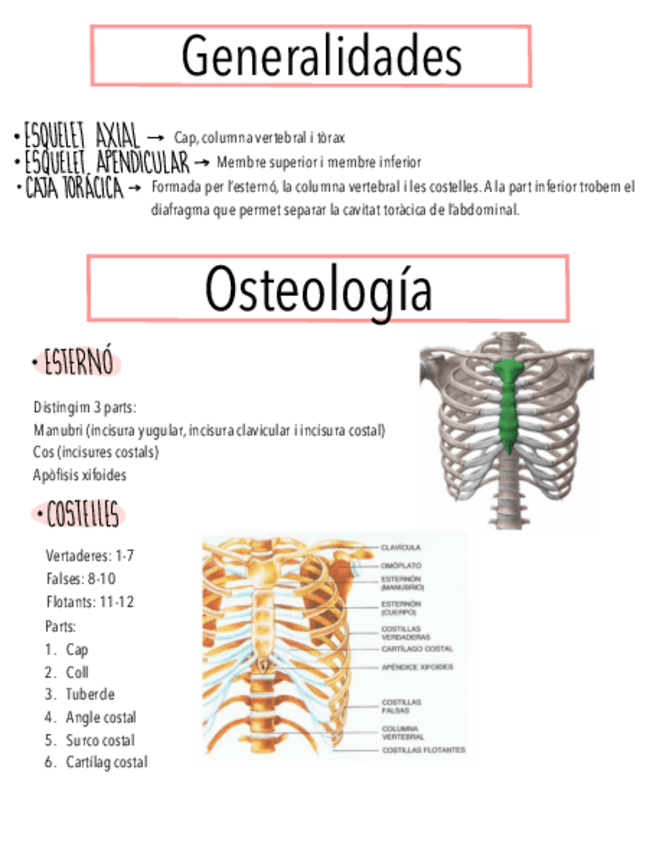 Miniatura del documento torax-i-abdomen.pdf
