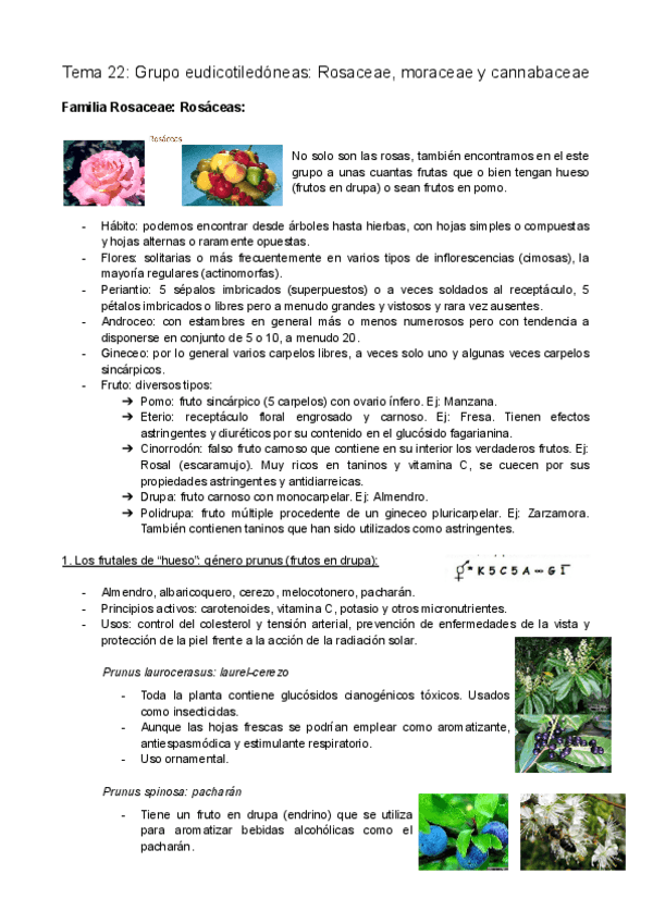Miniatura del documento Tema-22-Grupo-eudicotiledoneas-Rosaceae-moraceae-y-cannabaceae.pdf