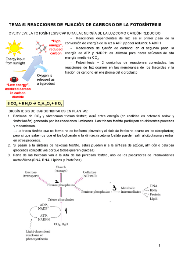 Miniatura del documento TEMA-5-F.VEGETAL.pdf
