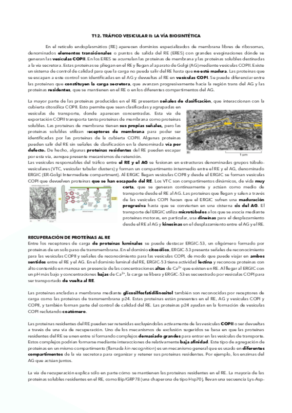 Miniatura del documento RESUMEN-TEMA-12.pdf