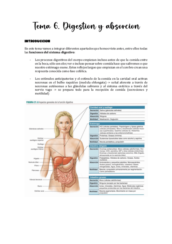 Miniatura del documento Tema-6.-Digestion-y-absorcion.pdf