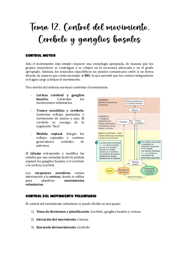 Miniatura del documento Tema-12.-Control-del-movimiento.-Cerebelo-y-ganglios-basales.pdf
