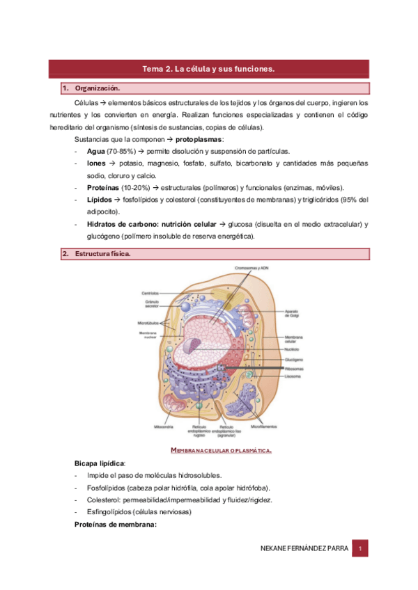 Miniatura del documento ResumenTema2yPractica1.pdf