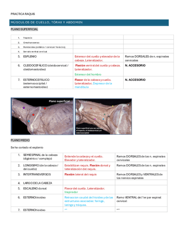 Miniatura del documento PRACTICA-RAQUIS-fotos-funcion-inervacion--repaso.pdf