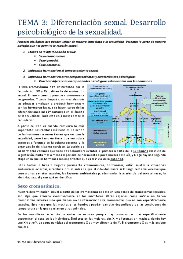 Miniatura del documento 03.-Diferenciacion-sexual..pdf