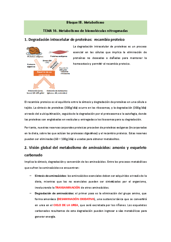 Miniatura del documento Bioquimica-Tema-16.pdf