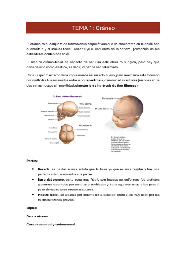 Miniatura del documento 1.-craneo.pdf