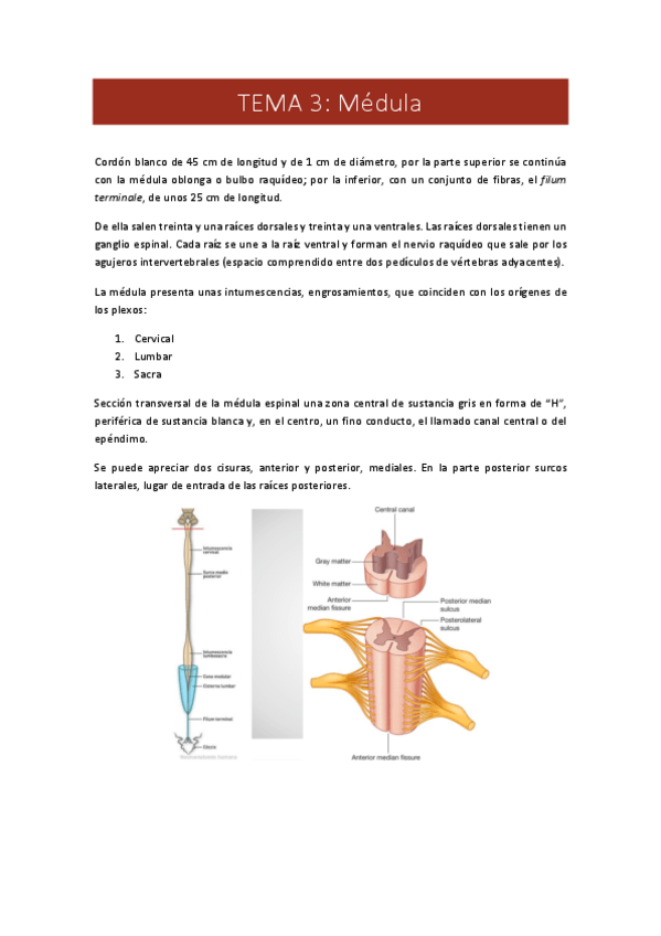Miniatura del documento 3.-medula.pdf
