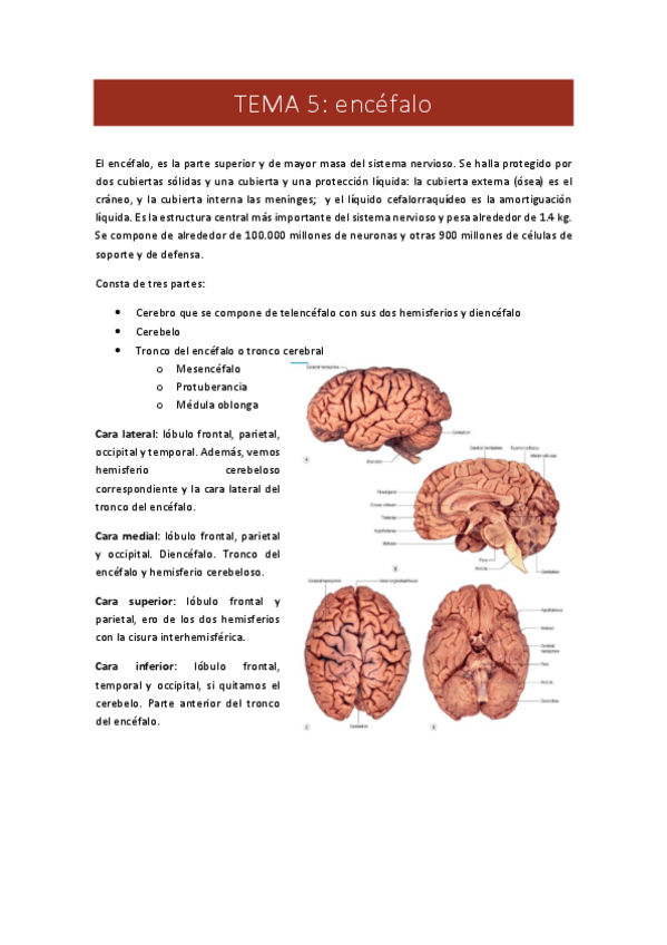 Miniatura del documento 5.-encefalo.pdf