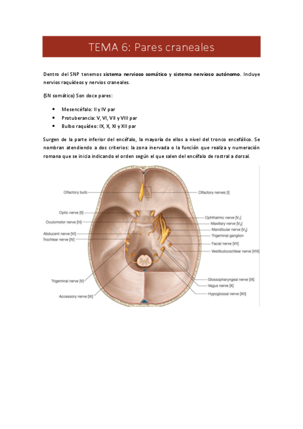 Miniatura del documento 6.-pares-craneales.pdf