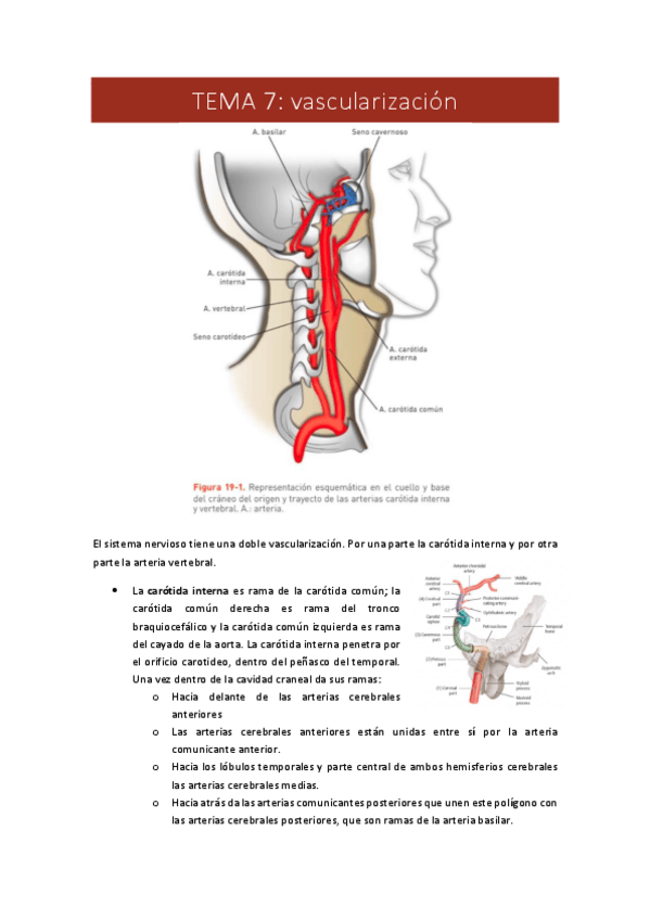Miniatura del documento 7.-vascularizacion-sn.pdf