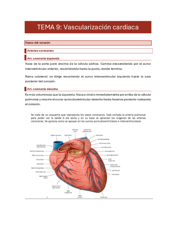 Miniatura del documento 9.-vascularizacion-cardiaca.pdf