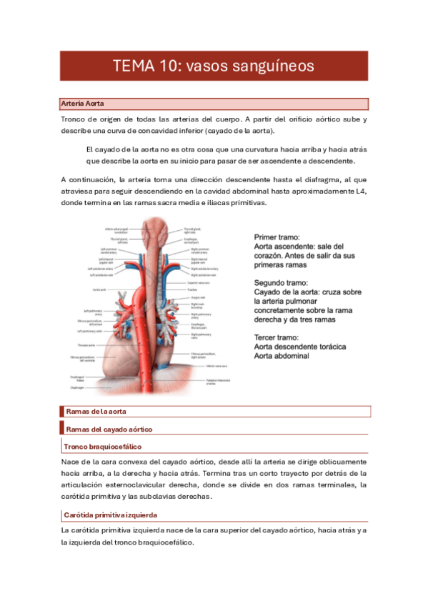 Miniatura del documento 10.-vasos-sanguineos.pdf