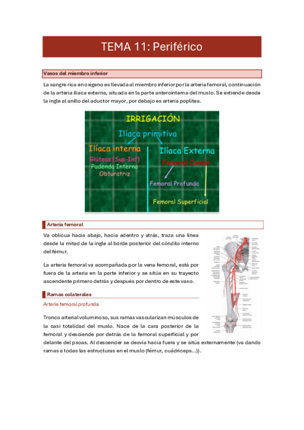 Miniatura del documento 11.-vasos-perifericos.pdf