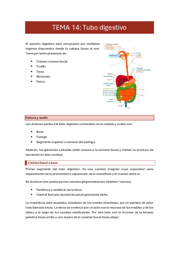 Miniatura del documento 14. tubo digestivo.pdf