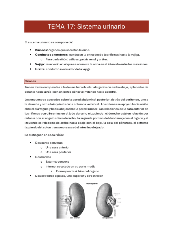 Miniatura del documento 17. sistema urinario.pdf