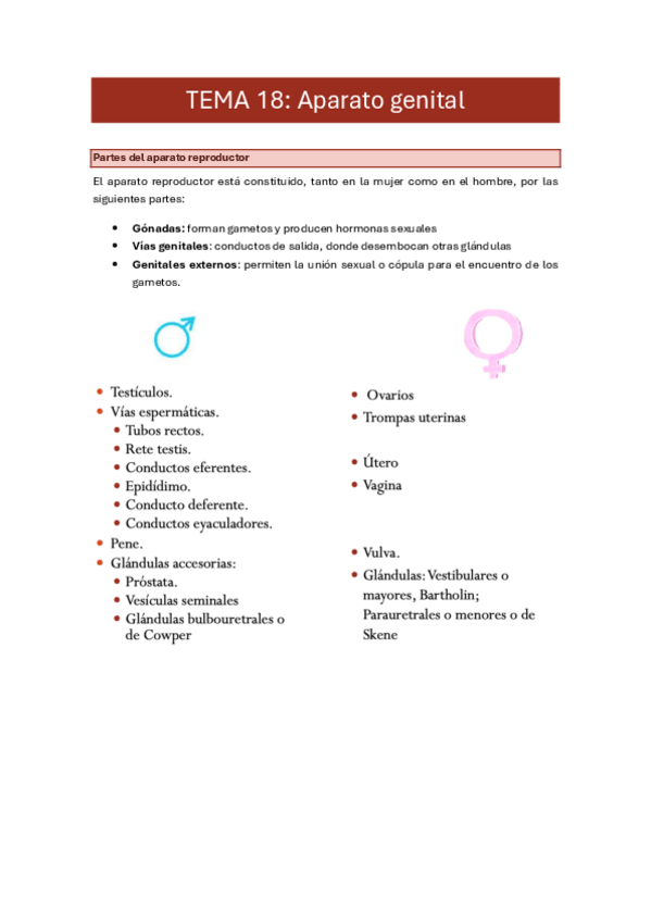 Miniatura del documento 18. aparato genital.pdf