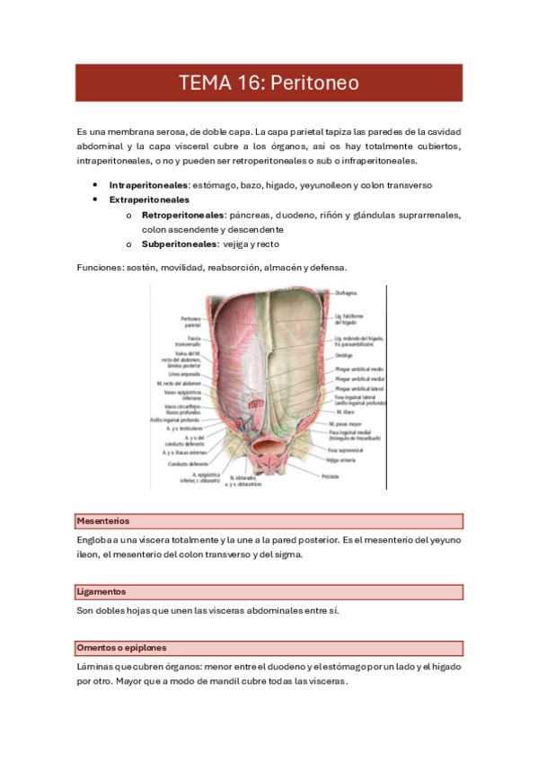 Miniatura del documento 16.-peritoneo.pdf