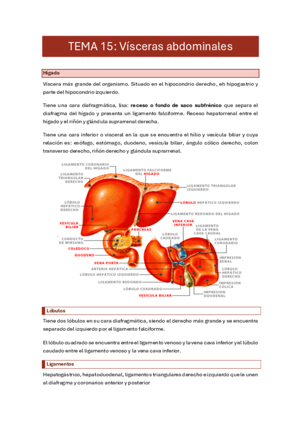 Miniatura del documento 15.-visceras-abdominales.pdf