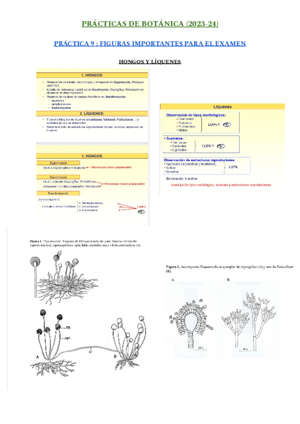 Miniatura del documento PRÁCTICA 9 - FIGURAS IMPORTANTES PARA EL EXAMEN DE PRÁCTICAS.pdf
