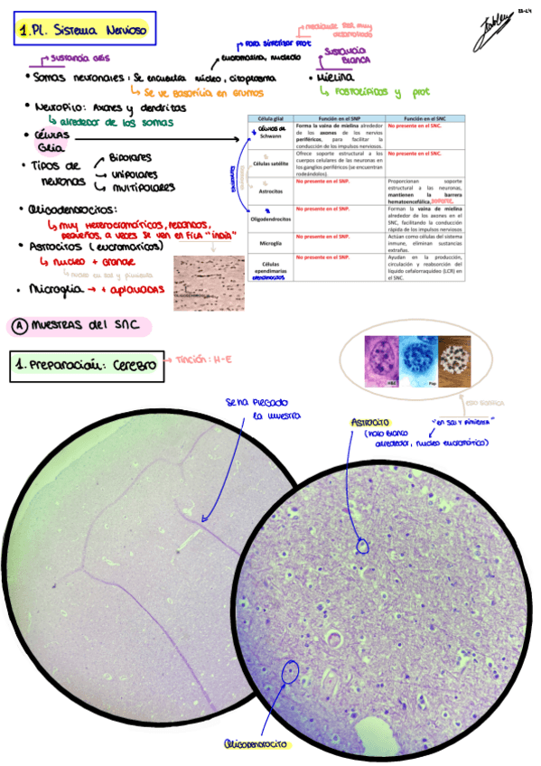 Miniatura del documento 6.PL.-Sistema-Nervioso.pdf