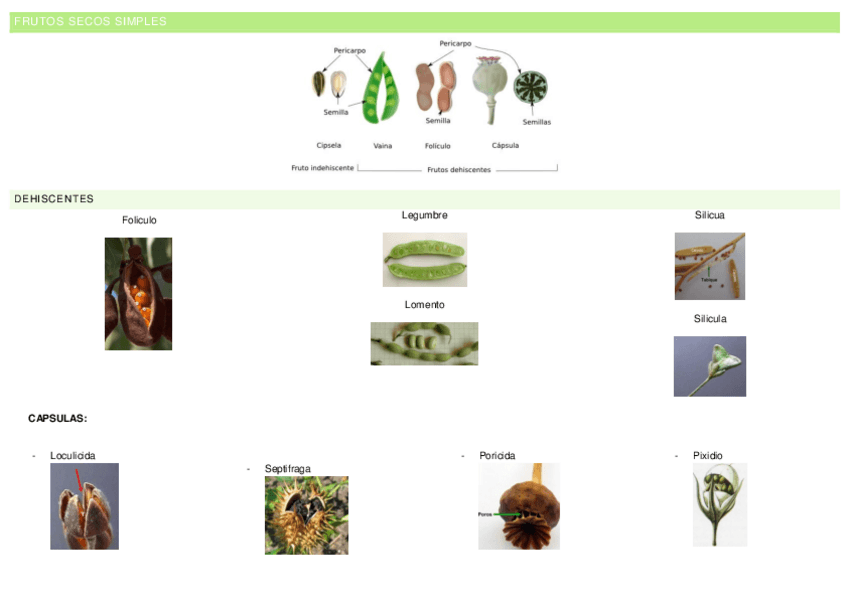 Miniatura del documento FRUTOS-Practicas-botanica-2o-Cuatri.pdf