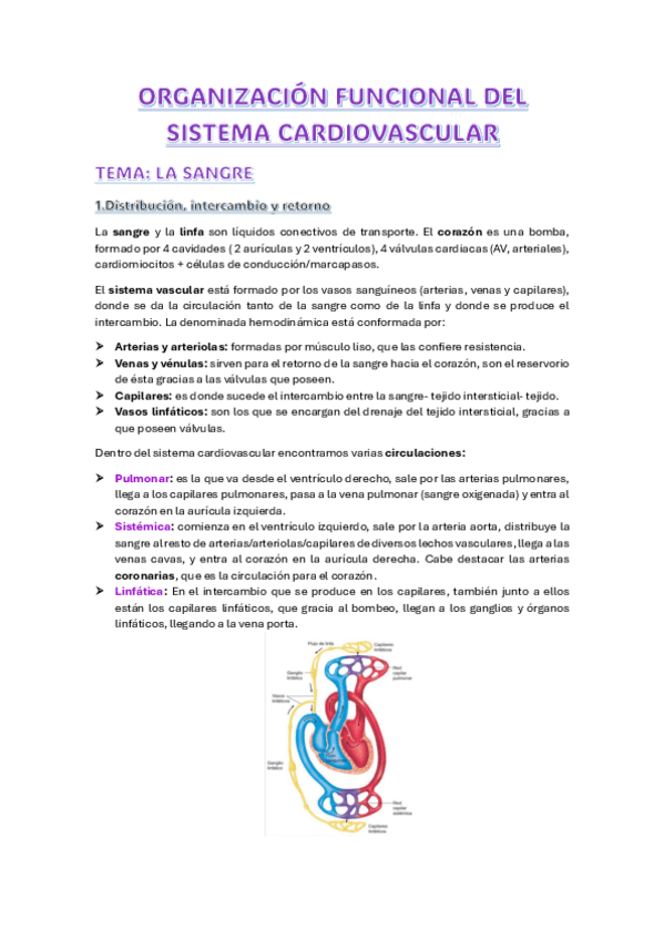 Miniatura del documento ORGANIZACION-AP.-CARDIOVASCULAR-LA-SANGRE.pdf