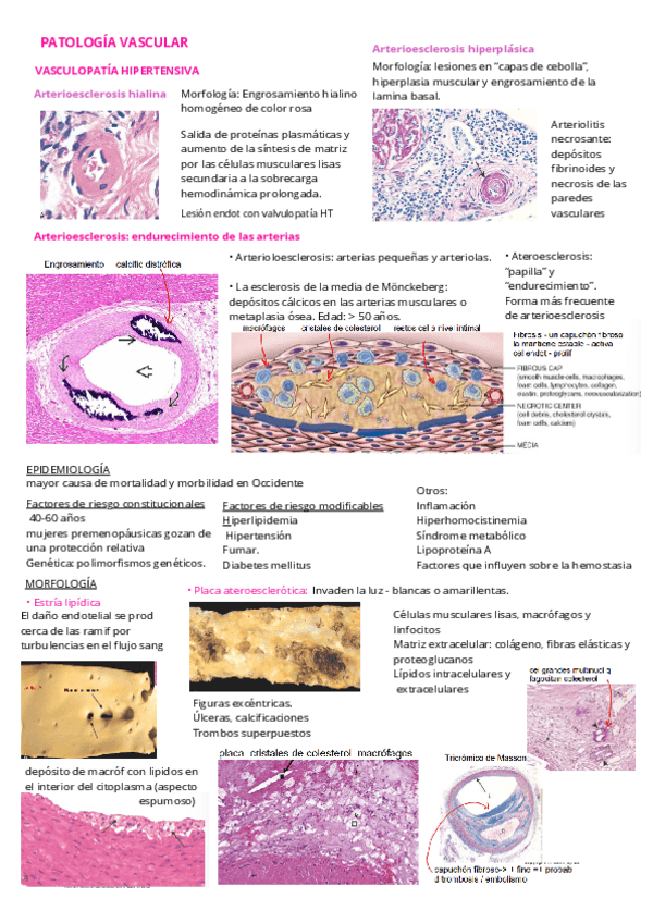 Miniatura del documento Patologia-vascular.pdf