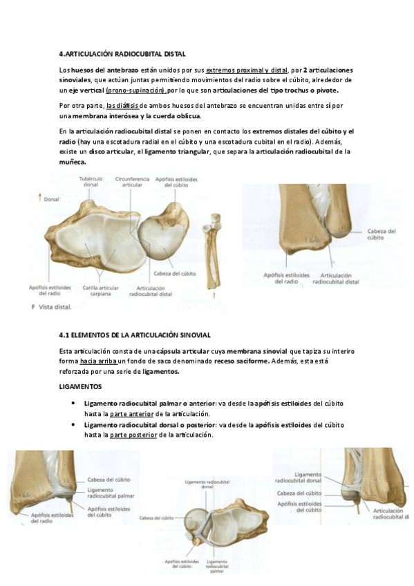 Miniatura del documento ARTICULACION-RADIOCUBITAL-DISTAL.pdf