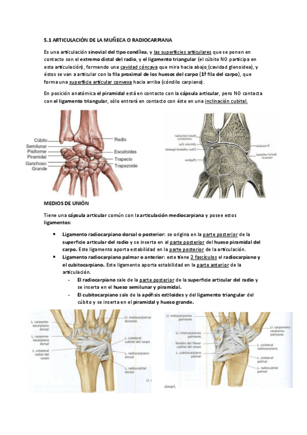 Miniatura del documento ARTICULACION-DE-LA-MUNECA.pdf