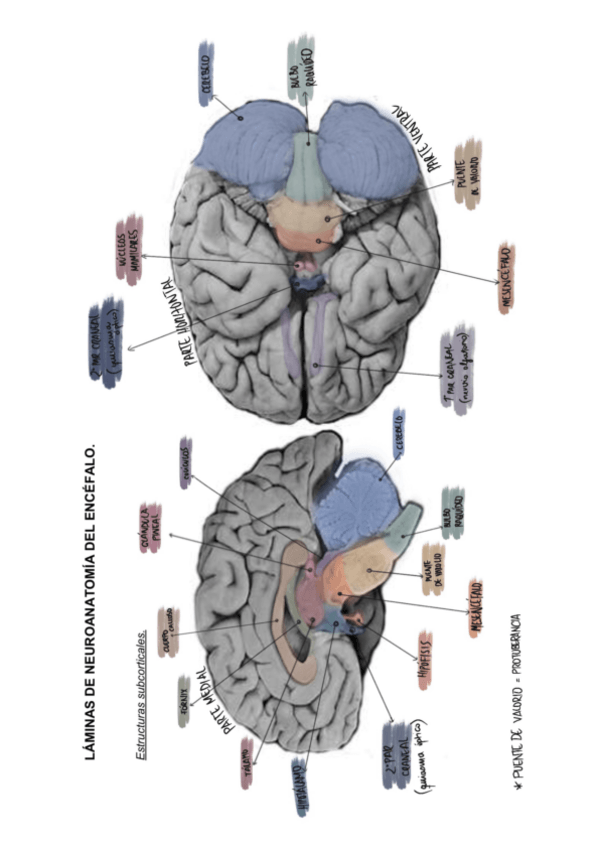 Miniatura del documento Laminas-practica-cerebro.pdf