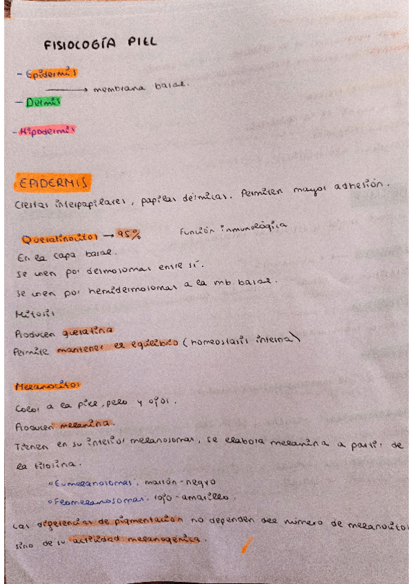 Miniatura del documento Piel-apuntes.pdf