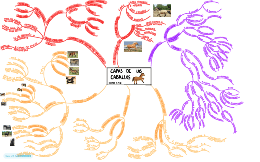 Miniatura del documento CAPAS-CABALLOS-MAPAS-MENTALES.pdf
