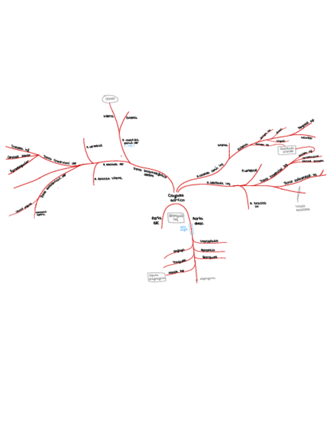 Miniatura del documento Esquema-arterias-ENTERO.pdf