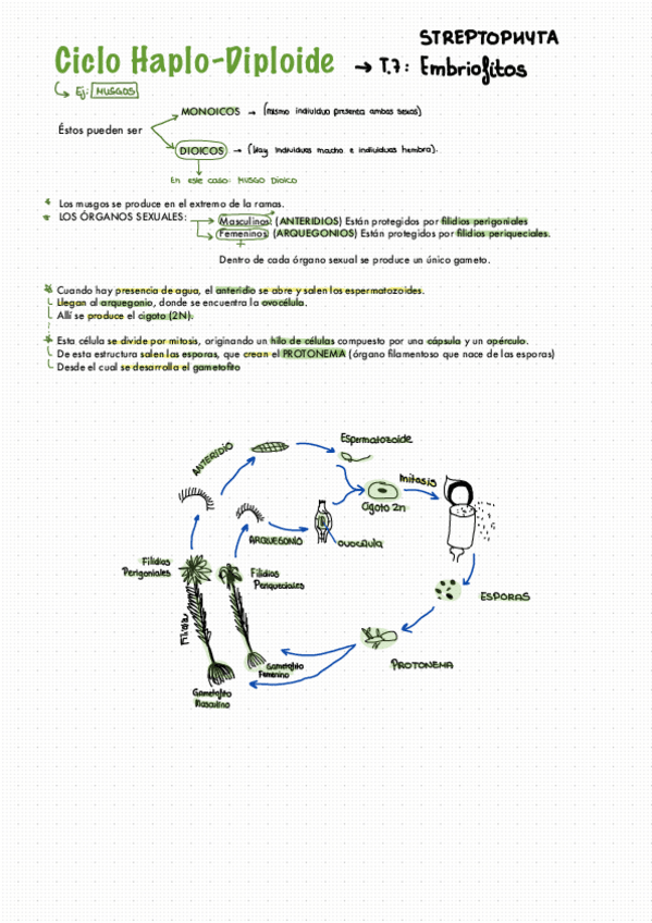 Miniatura del documento CICLOS-FLORA-todos-explicados.pdf