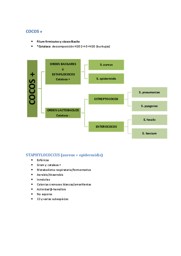 Miniatura del documento Bacterias.pdf