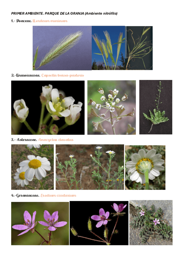 Miniatura del documento VISU-1-BOTANICA-CON-FOTOS.pdf