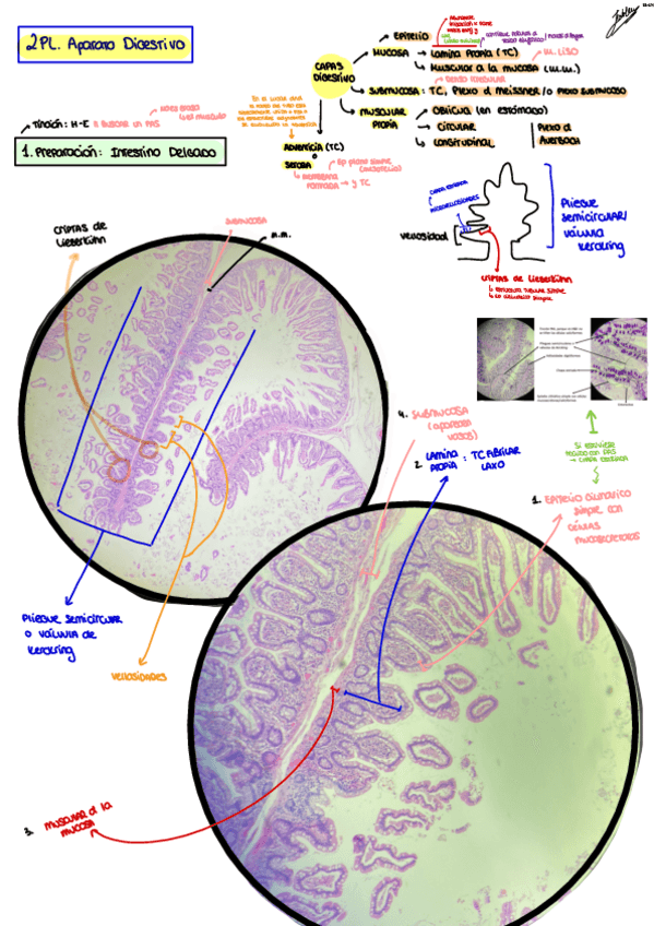 Miniatura del documento 2.PL.-Aparato-Digestivo.pdf