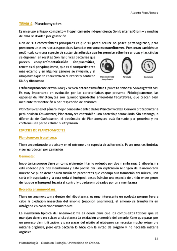 Miniatura del documento 4.-Planctomycetes.pdf