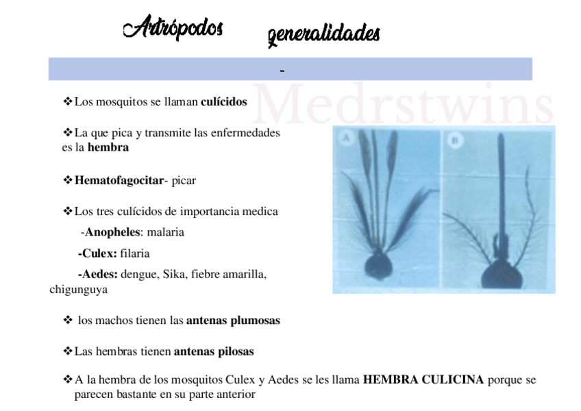 Miniatura del documento Artropodos.pdf