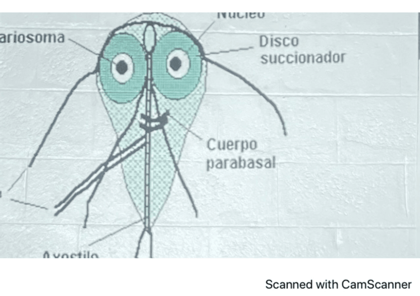 Miniatura del documento Protozoos-intestinales.pdf